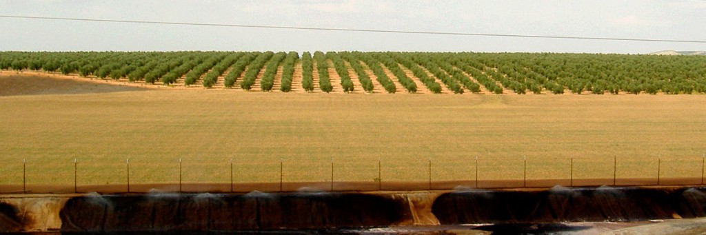 Curso Superior Universitario en Gestión de Proyectos Internacionales de Biomasa