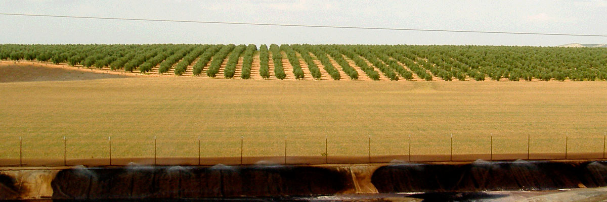 Curso Superior Universitario en Gestión de Proyectos Internacionales de Biomasa